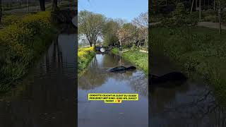 Corvette In Sloot Bij Kids Cars, Jochie Wil Direct Weer Door. Carspotbrothers