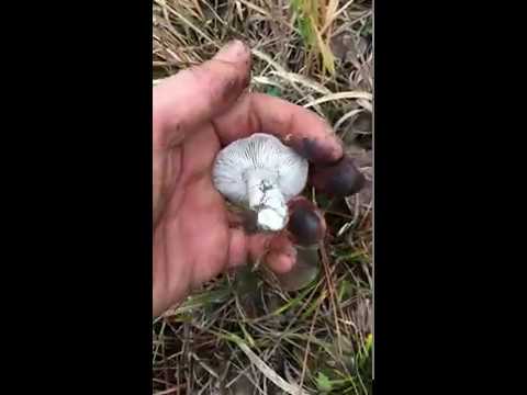 Грибы в лесу -Рядовка Серая(мышата) - Tricholoma portentosum