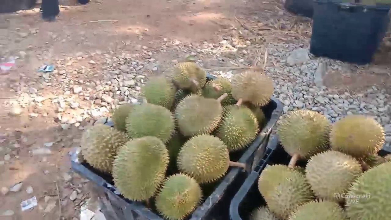 Part2 durian siap di edar bisa juga ketempat anda YouTube