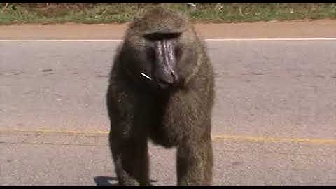 Monkeys and Lollipops