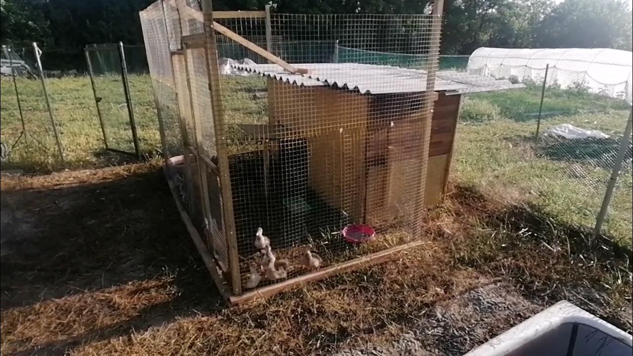 Наш птичий вольер 🐓. История покупки б/у курятника🤦🏻‍♂️. - YouTube