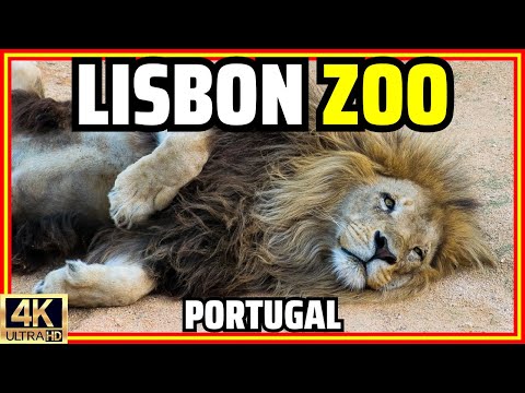[4K] Ζωολογικός κήπος της Λισαβόνας 🦁 Περπάτημα με ήχους περιβάλλοντος! Ζώα | Τελεφερίκ | Πορτογαλία