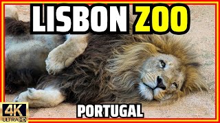 Lisbon Zoo 🦁Walking Tour With Ambient Sounds! Animals | Cable Car | Portugal [4K]