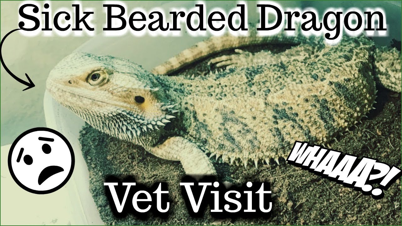 Sick Bearded Dragon Vet Visit 😟 YouTube
