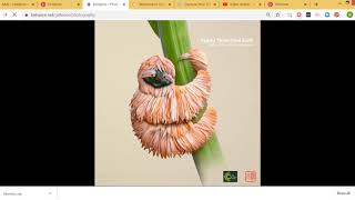 Pinterest Board pinning from Behance