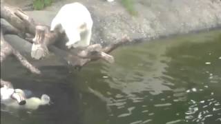 Bear polar playing