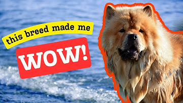 Chow Chow Dog Breed: Ultimate Guide 2024 (Everything in One Place)
