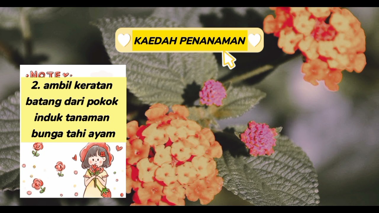 Tanaman Hiasan (Bunga Tahi Ayam) - S51629 - YouTube