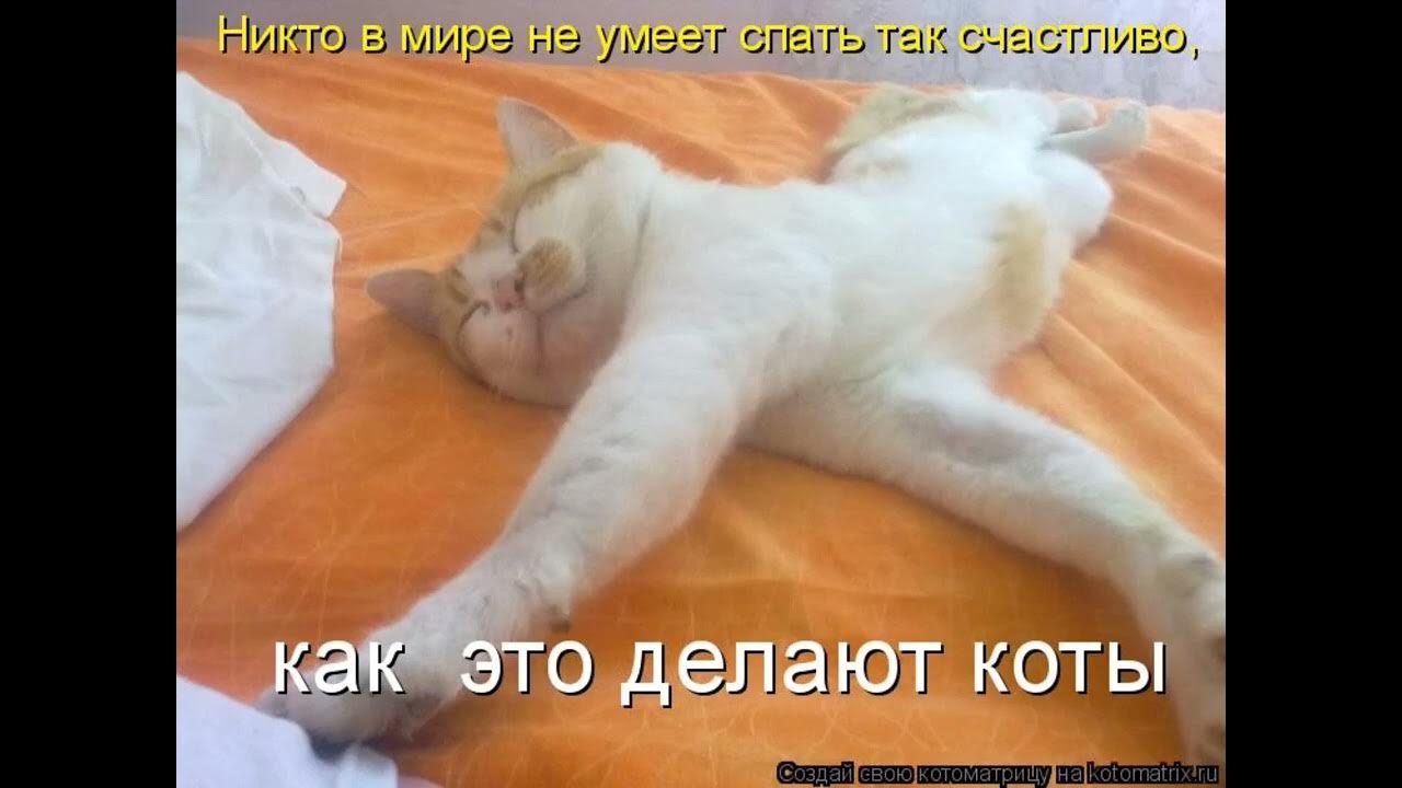 Сколько надо столько и будет. Спящий котик с надписью. Кот дрыхнет. Кот проснулся.