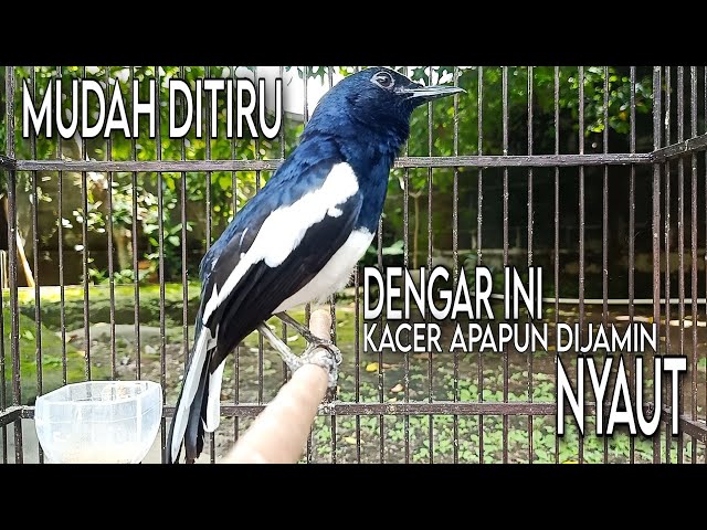 🔴 Mudah Ditiru - Dengar Ini Kacer Apapun Dijamin Nyaut Gacor Buka Ekor || AMPUH class=