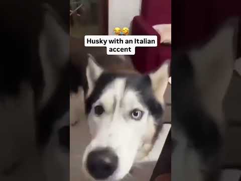 Dogs being idiot part 37 #funnydog #funnypet #cutedog #dog #pets