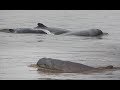 Les dolphins du mkongdolphin irrawaddy