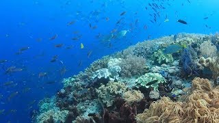 'Chasing Coral' tracks tragedy of climate change in oceans