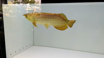 cá rồng kim long quá bối đầu vàng