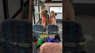 Dogs Ride Puppy Bus To Go On Walks 