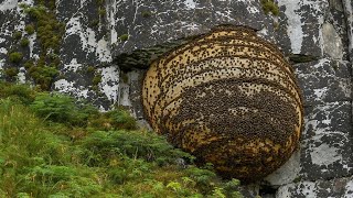 Bees Vs Hornets Natures Most Synchronized Defense Giant Cliff Bees Of The Himalayas
