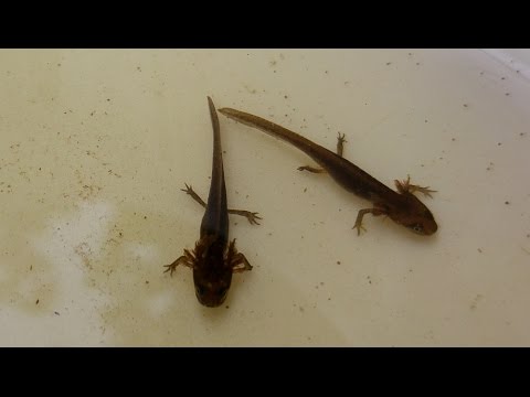 What Is A Baby Newt Called Youtube What Is A Baby Newt Called Youtube