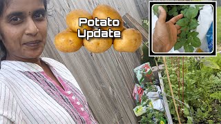 Potatoes plants Growth update | Garden Status | Grow potato in Grocery bags| Zone 6 Organic Garden