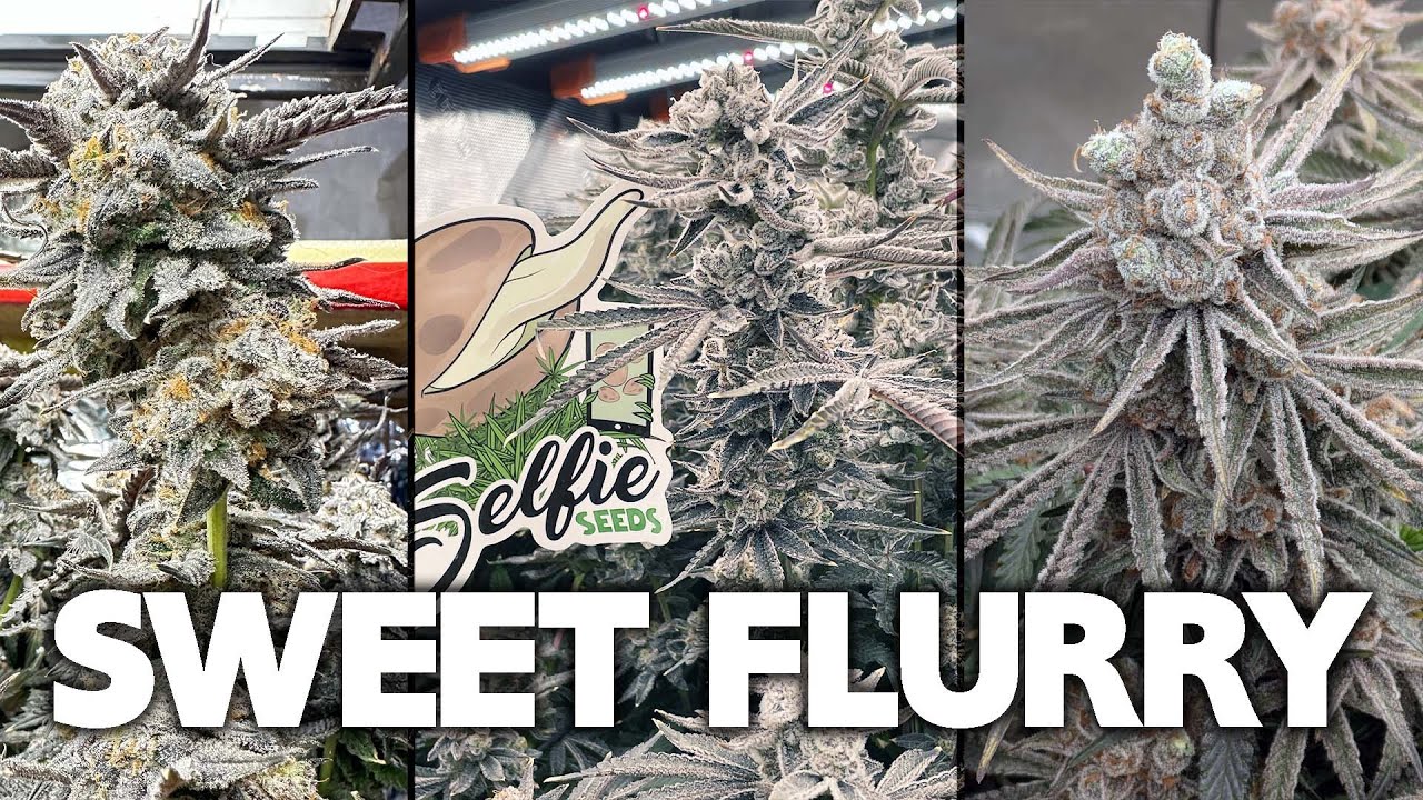 SWEET FLURRY - The FROSTIEST Strain I Ever Made - Grow Off Competition Winners