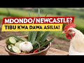 Jinsi Ya Kutibu Mdondo Newcastle Kwenye Kuku Bila Madawa Ya Viwandani 