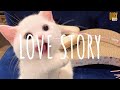 Love story (remix cute) - DJ Komang Rimex // (Vietsub + Lyric) Tik Tok Song