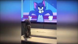 Funny Cats Clips  5 by Zen Tavra 24,226 views 2 years ago 49 seconds