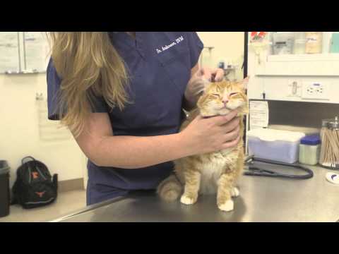 Complications of Neutering Cats : General Cat Health