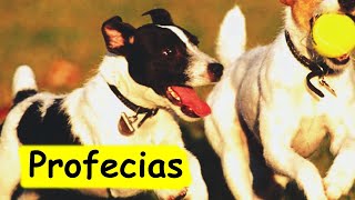 Sonhar com cachorros brincando, não é brincadeira