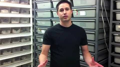 Pro Tips - Ball Python Breeding Pt 2