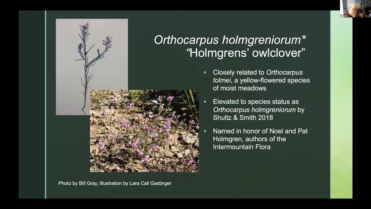 What’s wrong with Mountain Goats in Northern Utah?