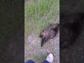 touching dead porcupine