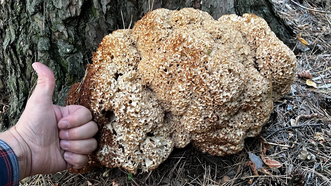 ГИГАНТ СРЕДИ ГРИБОВ ! СПАРАССИС КУРЧАВЫЙ РАСТЁТ КАЖДЫЙ ГОД !