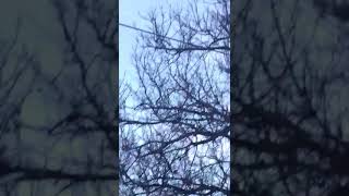 Allah Di̇ye Di̇ye Bagiran Kuş