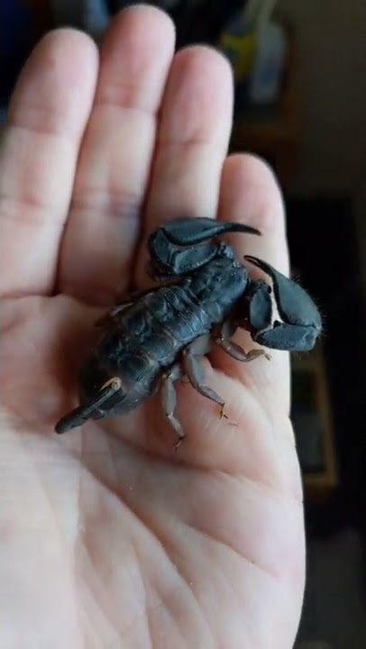 Opisthacanthus madagascariensis. 🦂👑. #scorpion