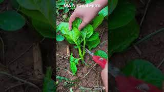 leaf cutter #farmlife #farming  #fruit #toptrending #viral #harvest #cutter #leaf #mostsearch #wow