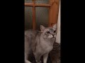 Shalimar the Burmilla : Cat Tricks の動画、YouTube動画。