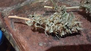 Buds From The Terrible Harvest