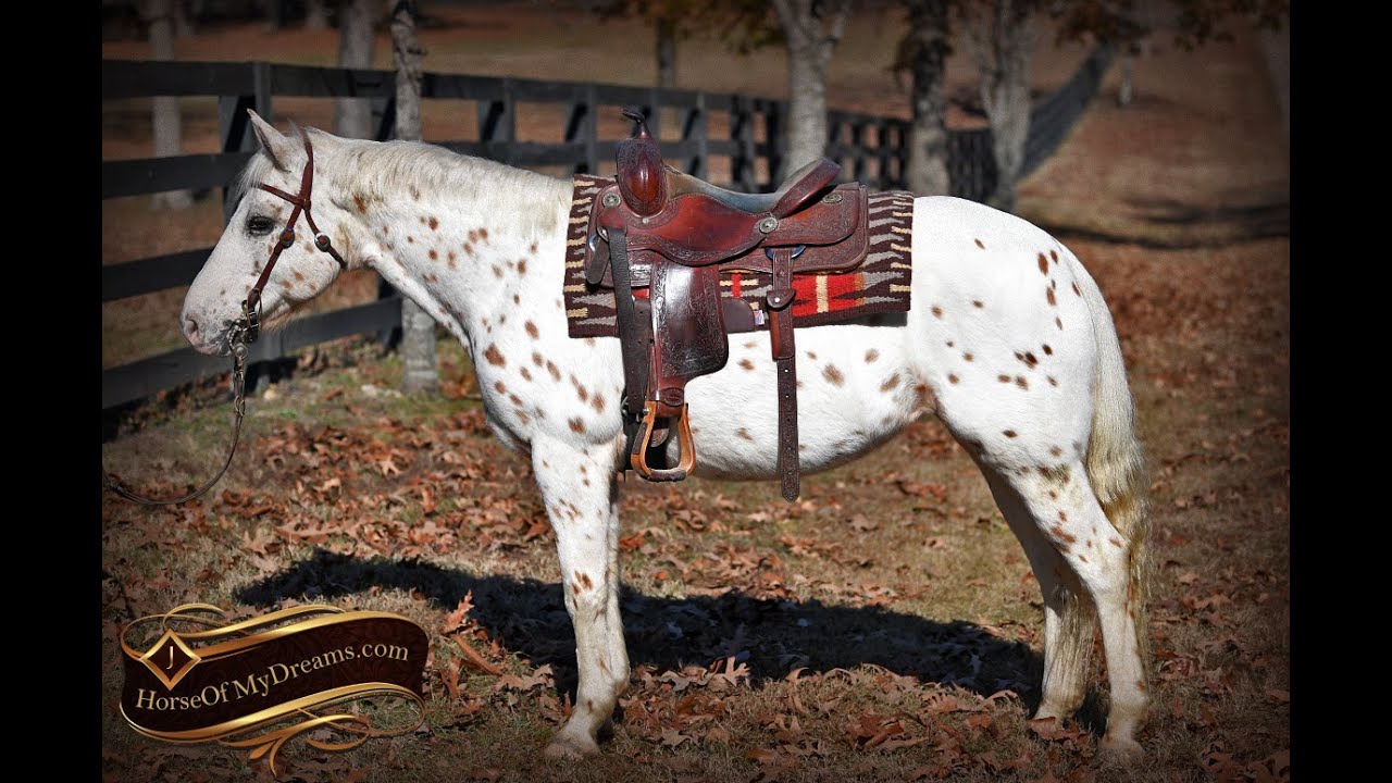 Cassidy-Cute Leopard Appaloosa!!