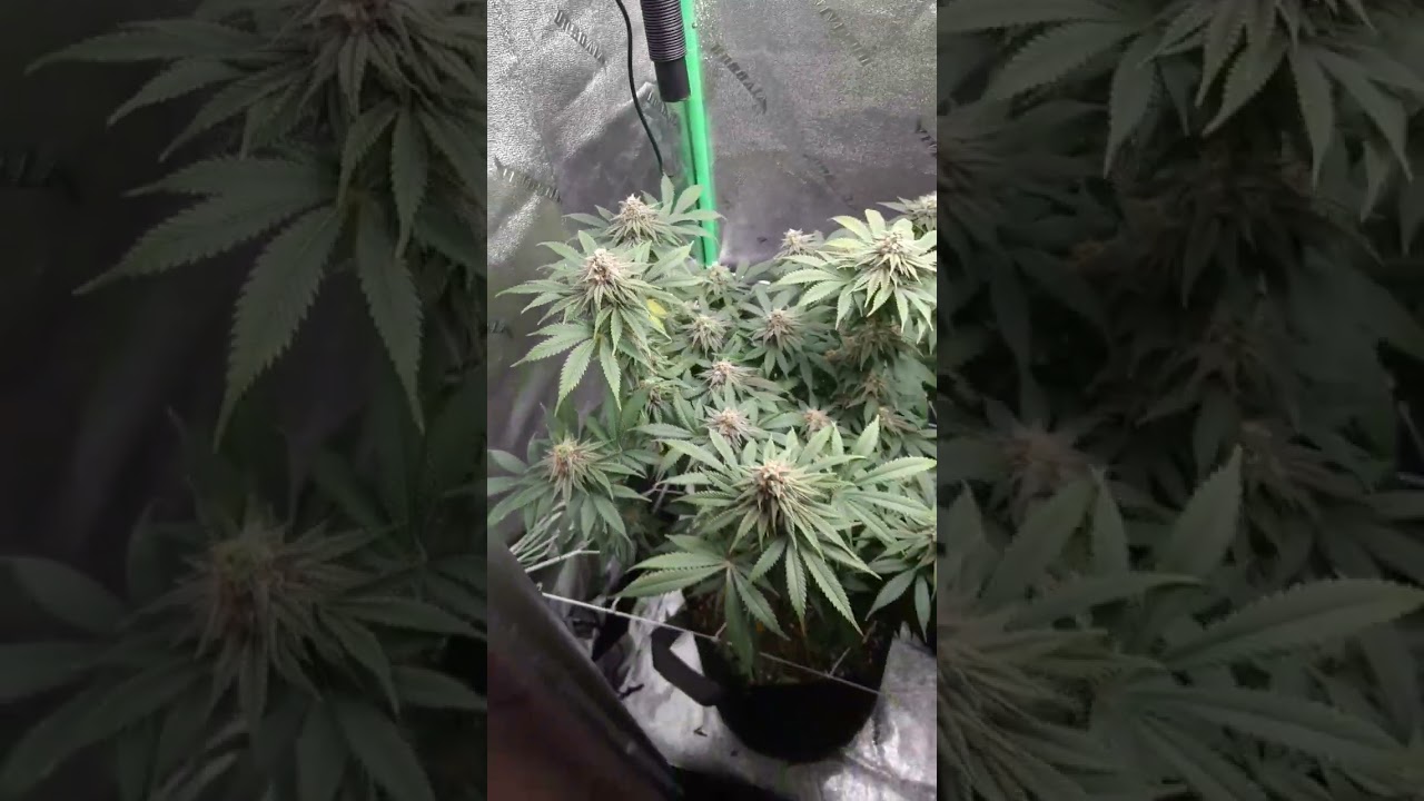 White Widow 16 days till harvest!