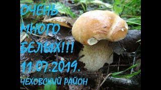 ОЧЕНЬ МНОГО БЕЛЫХ!!! 11.07.2019. Чеховский район. ОЧЕНЬ МНОГО БЕЛЫХ!!! 11.07.2019. Чеховский район.