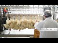 Most Affordable Automatic Compact Slaughter Line For Chicken Processing Eruis 