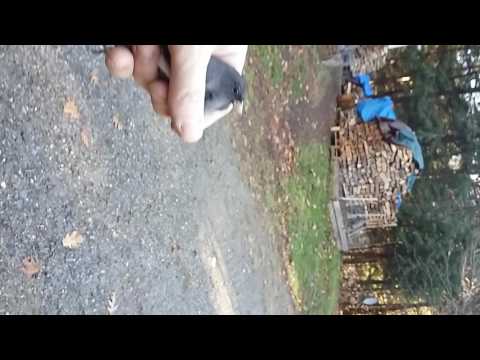 Shaolin Master catches bird with bare hands