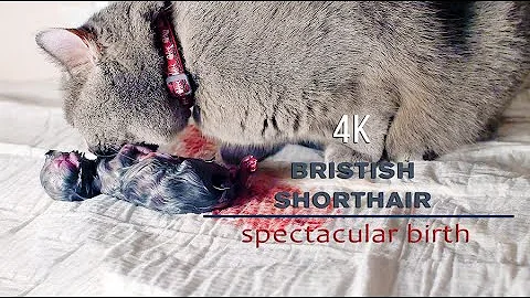 Video 747651: british shorthair, colour british, british blue, cat kitten, breed