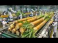 Inside a High-Tech Sugarcane Factory You’ve Never Seen Before
