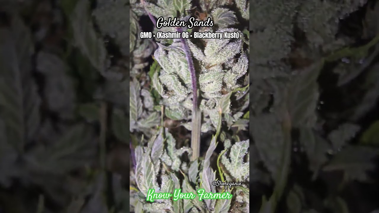 Golden Sands: GMO × (Kashmir OG × Blackberry Kush) Indica Dom Humboldt 2024 Crossbreed, Day 65 Bloom