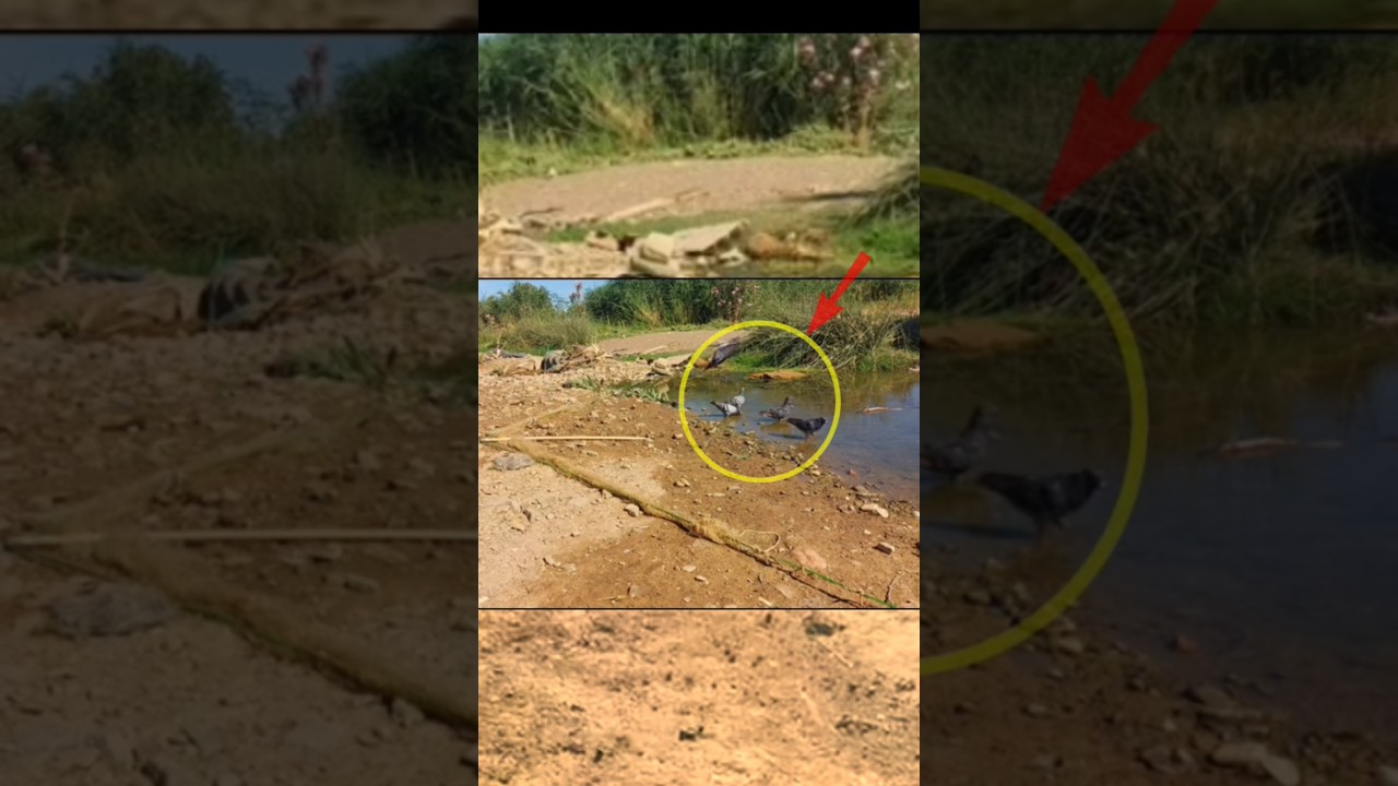 Pigeon trap //Bird trap using fishing net 