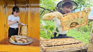 Harvest honey to bring down the mountain to sell to earn money to cover life