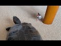 久しぶりに巨大ガメを見て細くなる文鳥 あずき java sparrow
