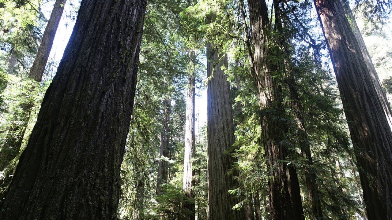 OSTEOPATIJA IR VISUMA