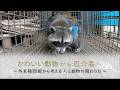 かわいい動物から厄介者へ ~外来種問題から考える人と動物の関わり方~|ガリレオX第251回